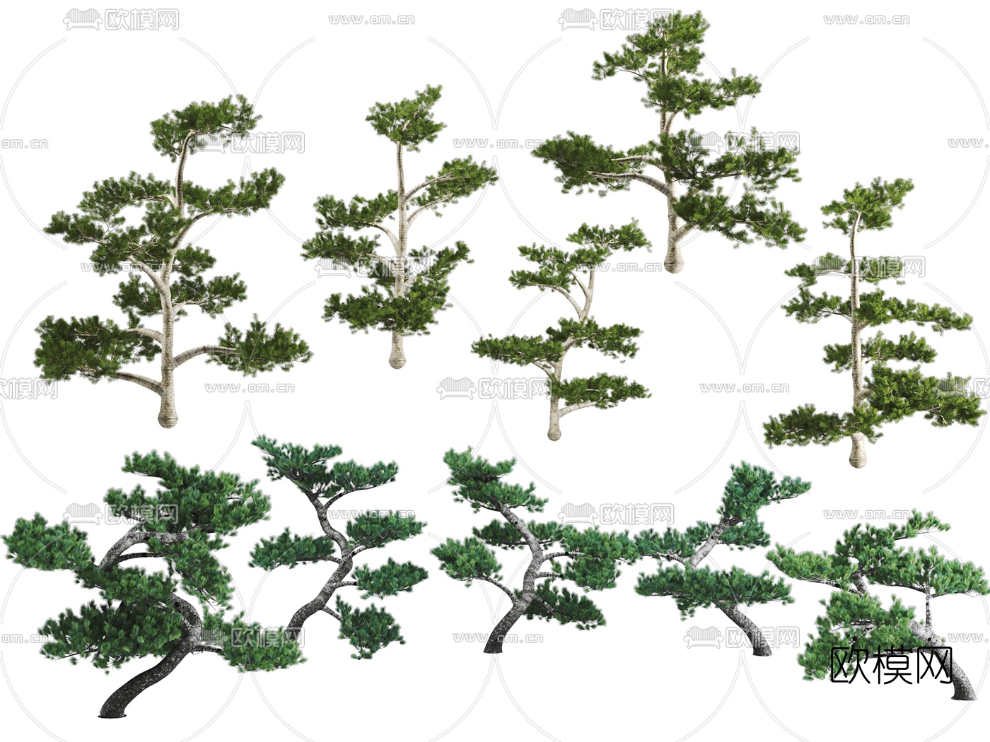 现代松树景观植物3d模型