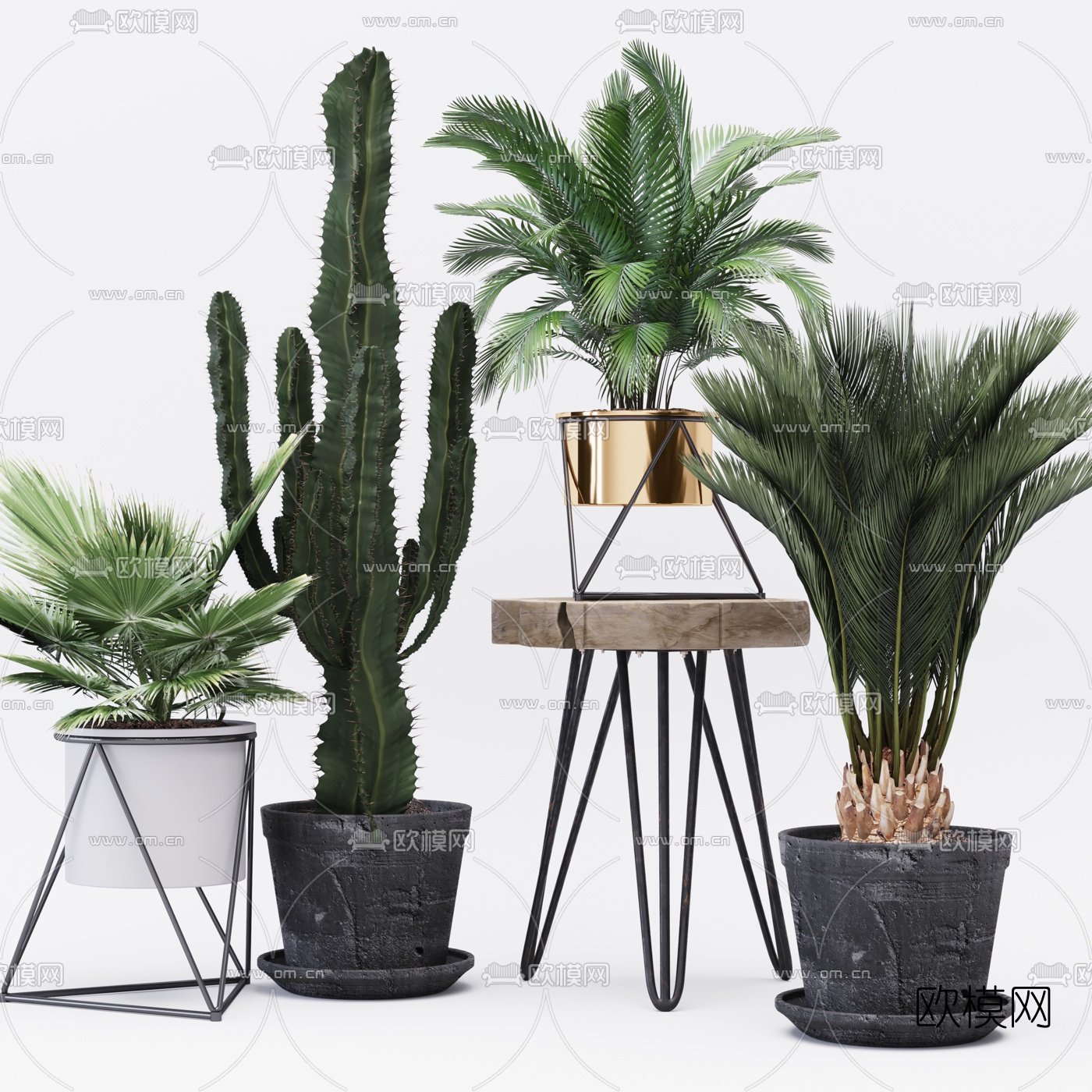 现代植物盆栽组合3d模型