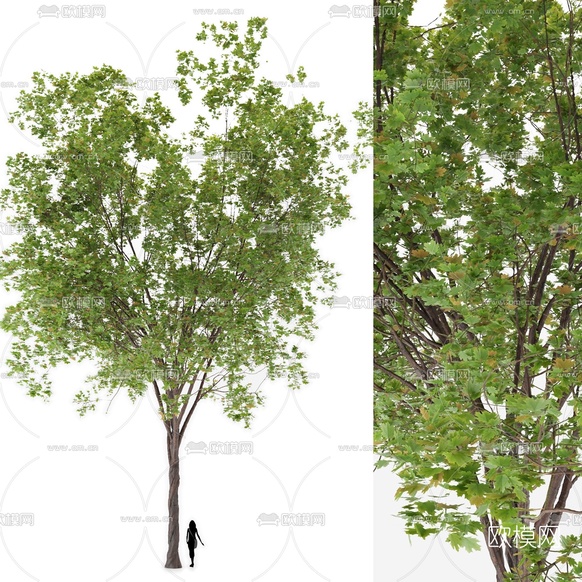 现代植物景观树3d模型下载(渲染图1)