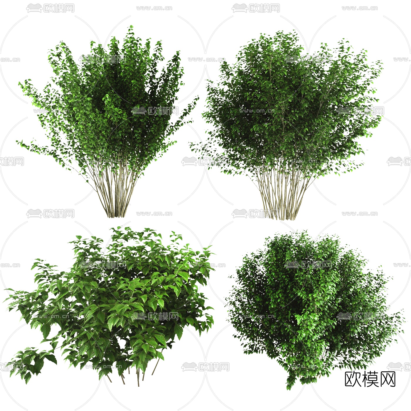 现代植物灌木3d模型下载