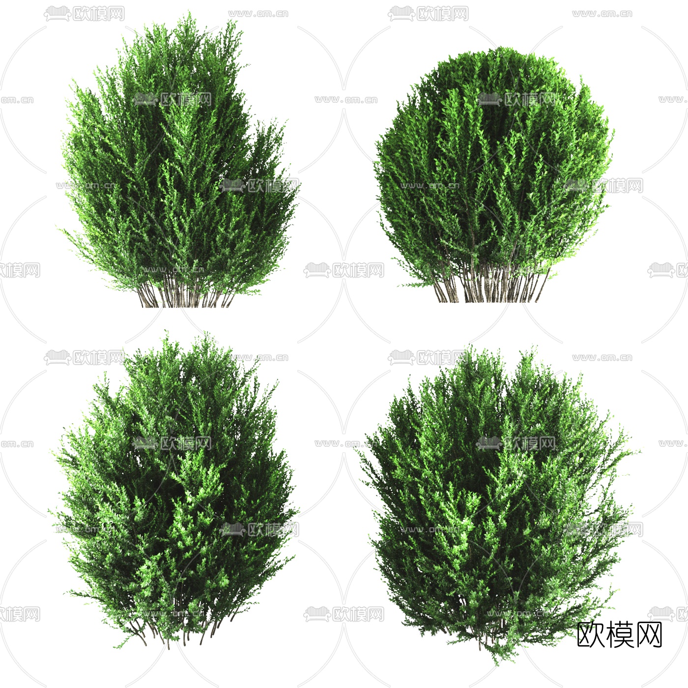现代植物灌木3d模型
