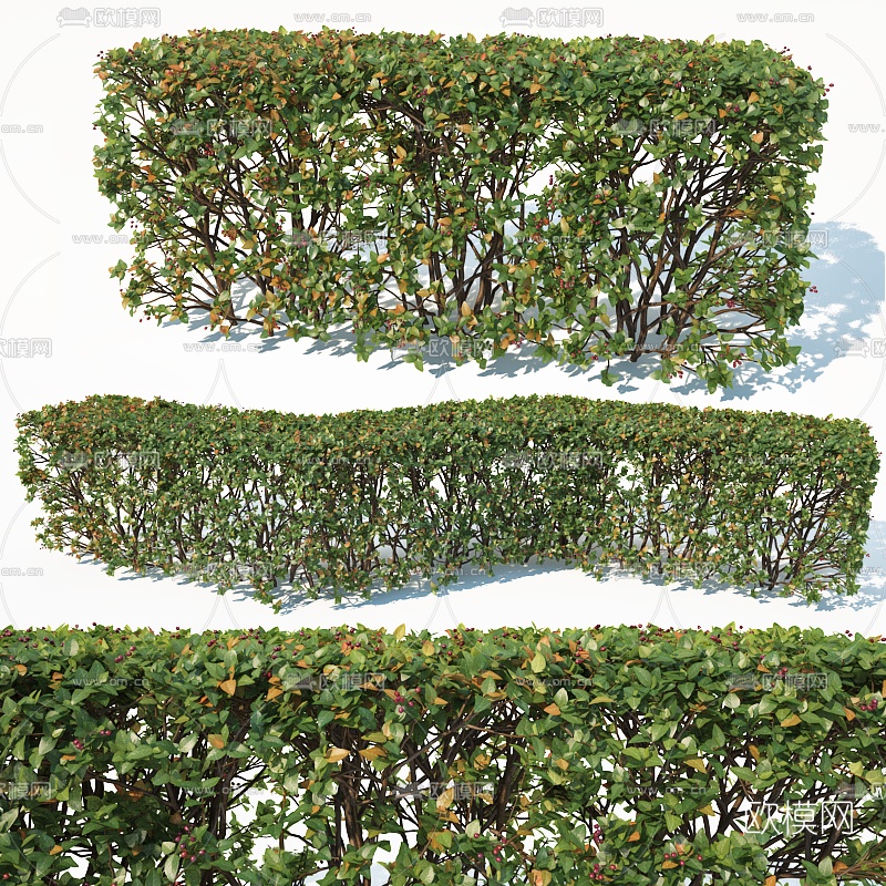 现代绿植灌木3d模型
