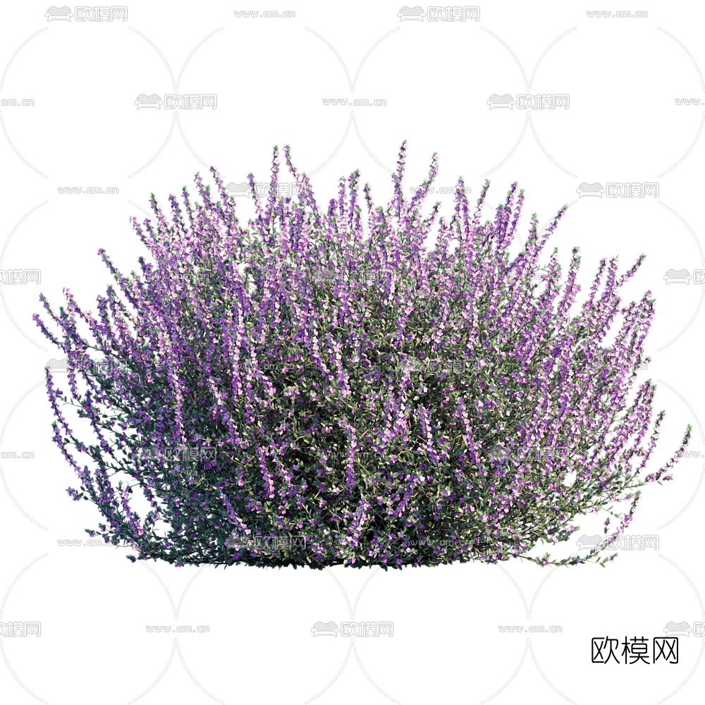 现代薰衣草3d模型下载（渲染图1）