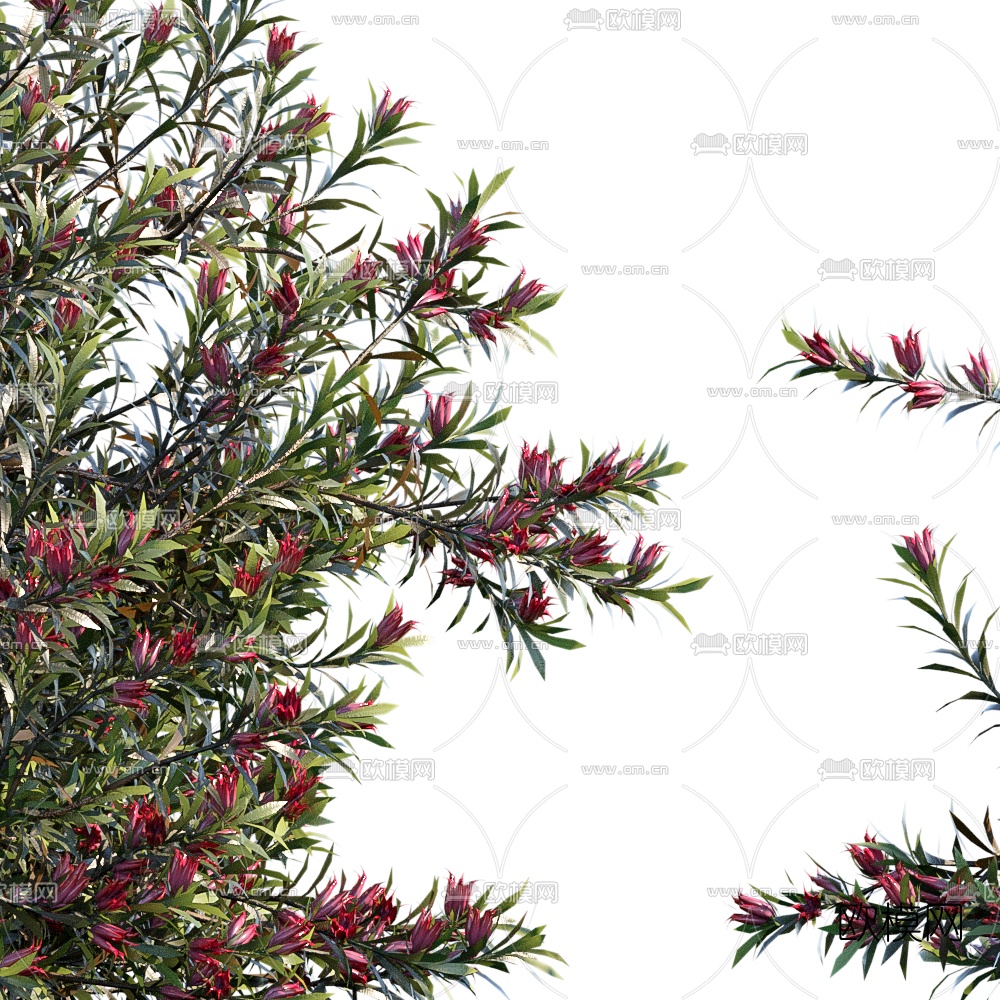 现代植物花丛3d模型下载（渲染图1）