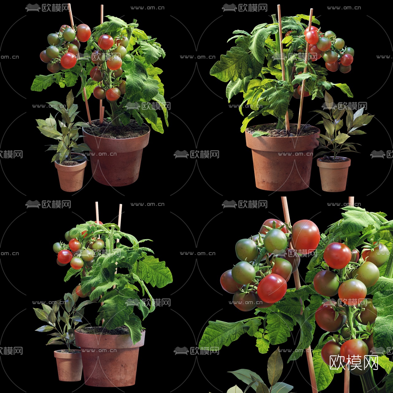 现代番茄蔬菜盆栽3d模型下载