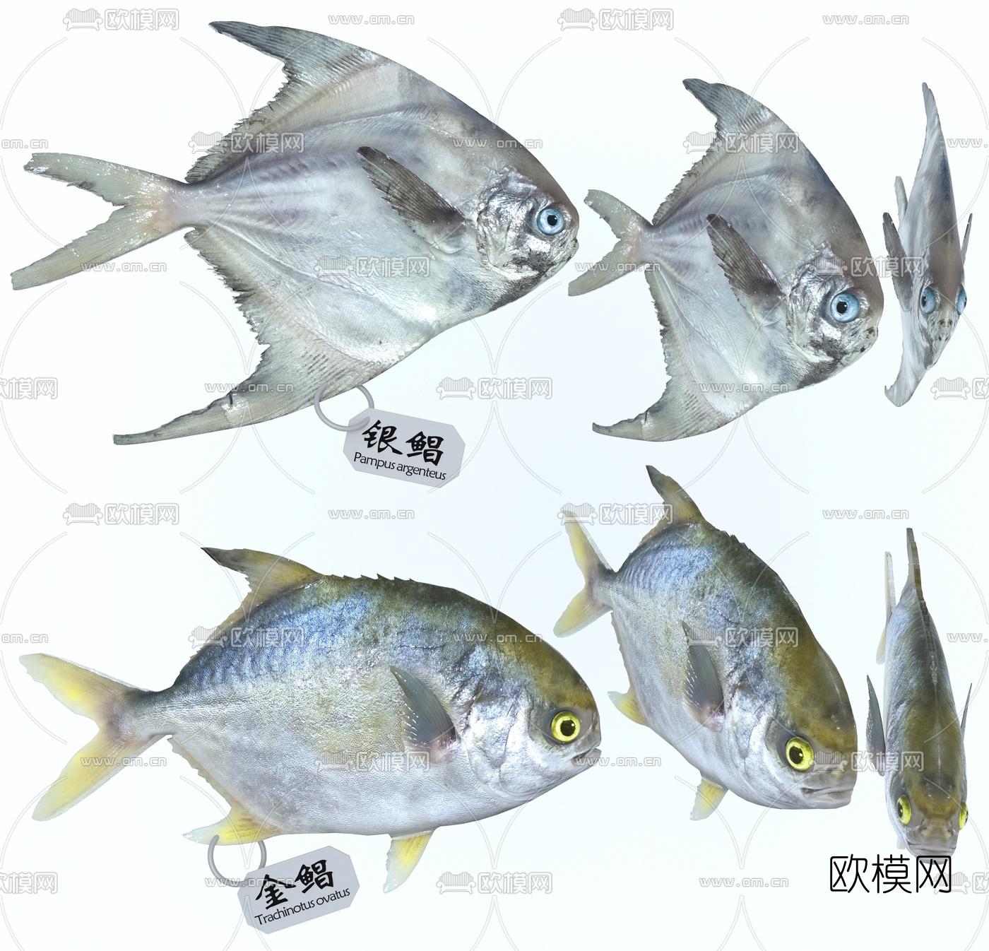 现代金鲳鱼银鲳鱼3d模型