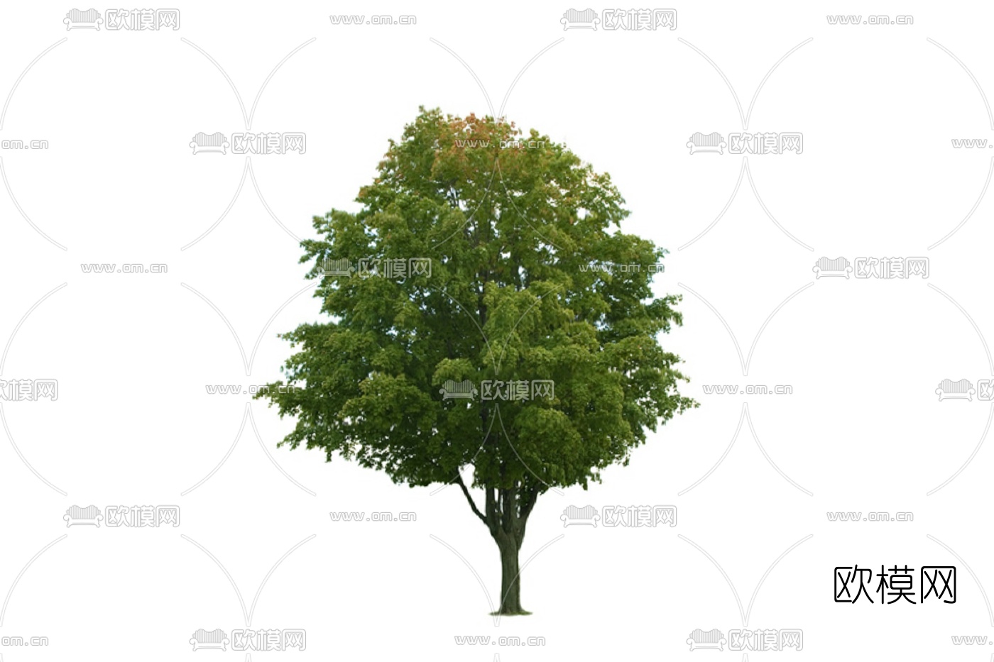 现代景观树免费su模型下载