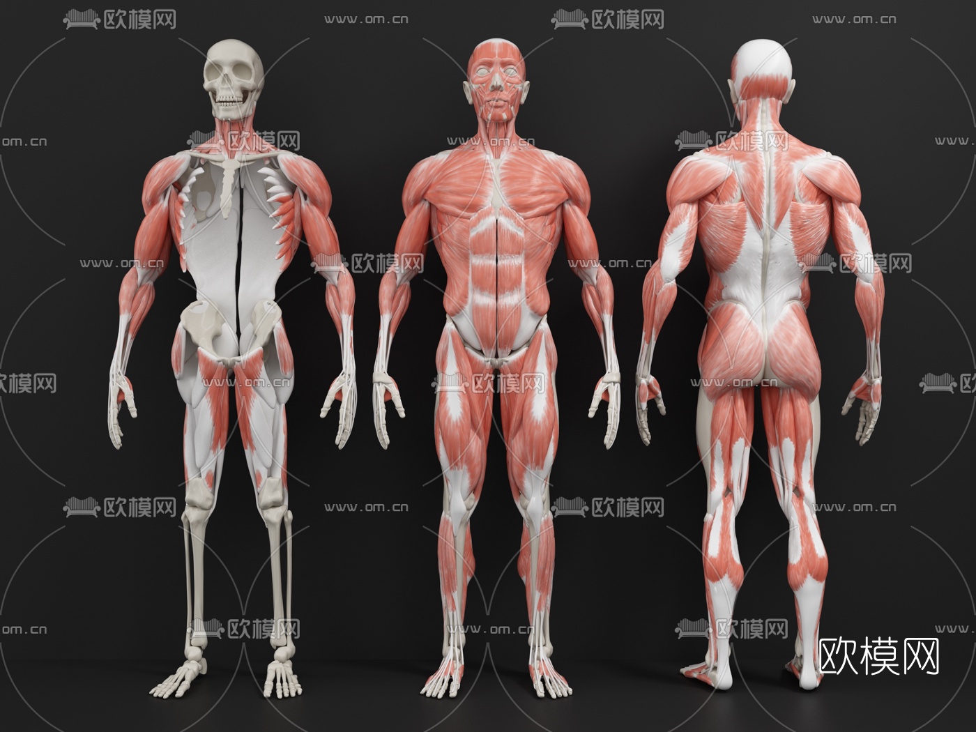 现代医用人体肌肉构造3d模型