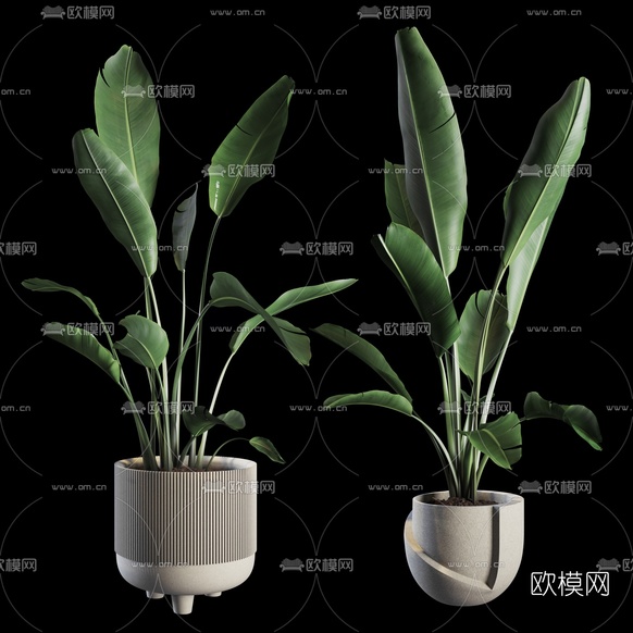 现代植物盆栽3d模型下载(渲染图1)