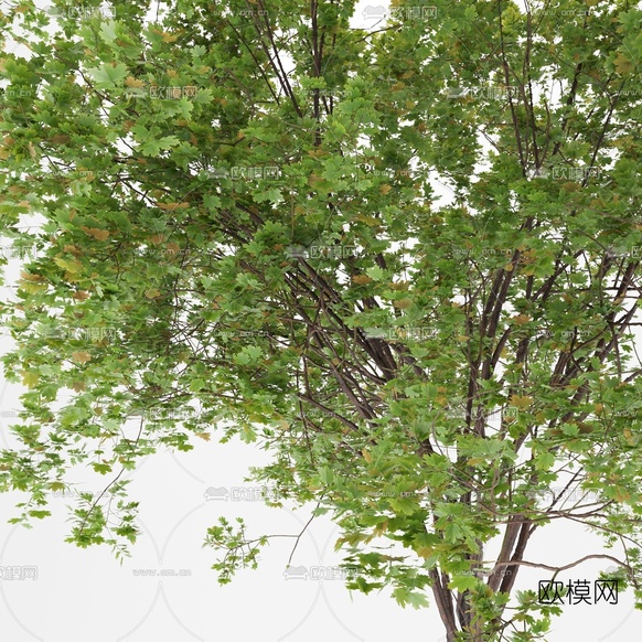 现代植物景观树3d模型下载(渲染图2)