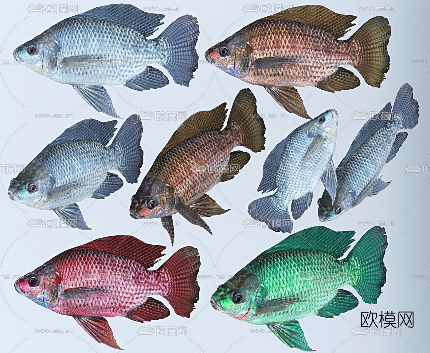 现代罗非鱼组合3d模型下载（渲染图1）