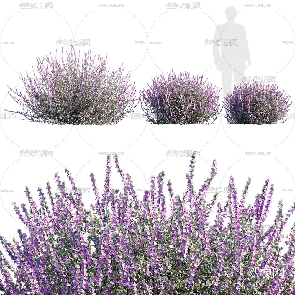 现代薰衣草3d模型下载（渲染图2）
