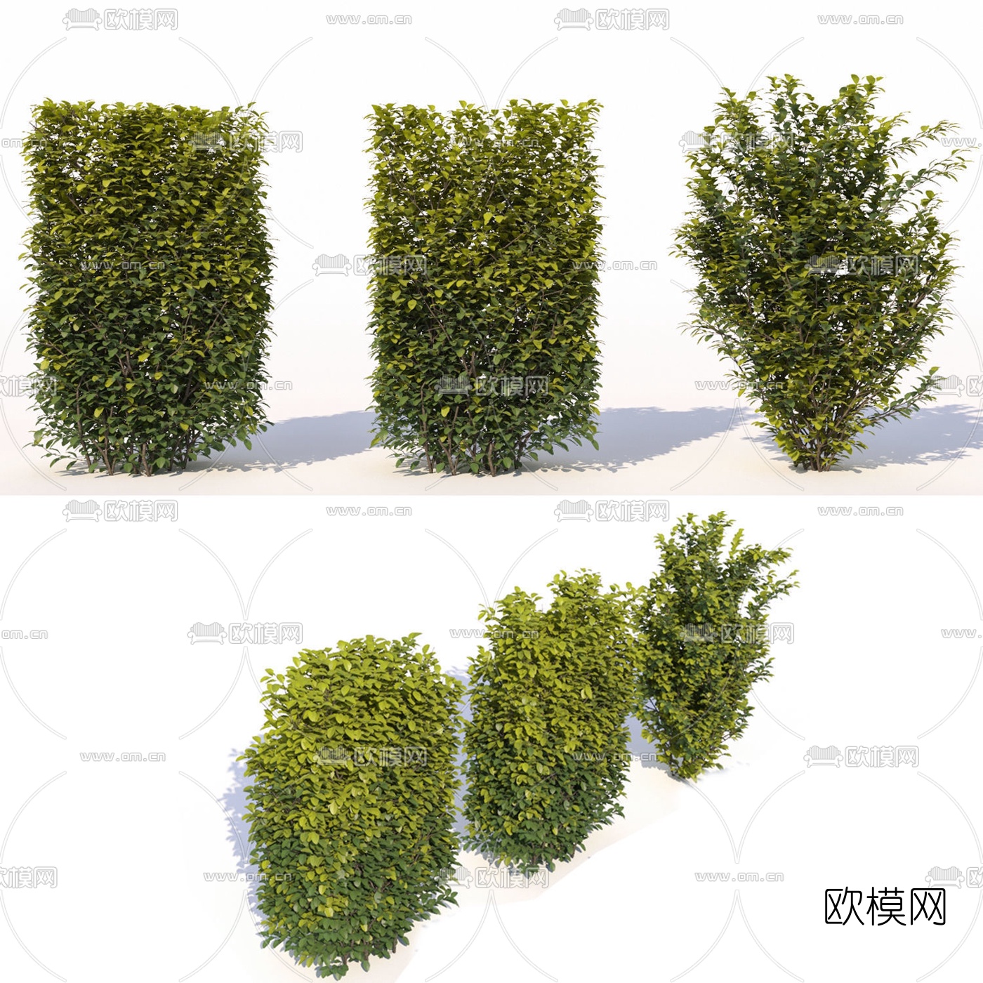 现代绿篱灌木3d模型下载