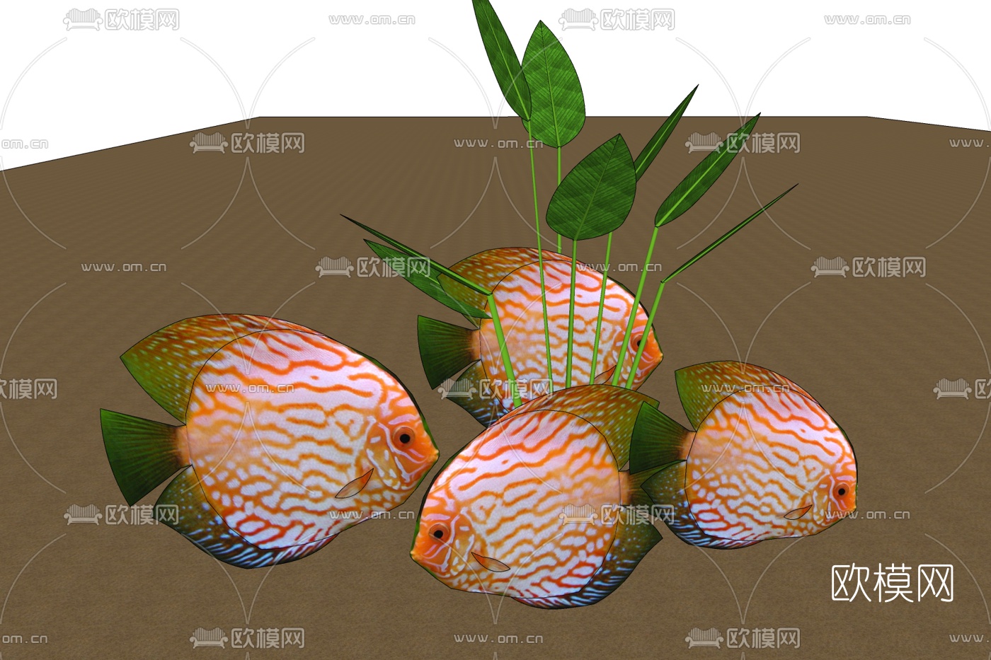 现代七彩神仙鱼免费su模型下载