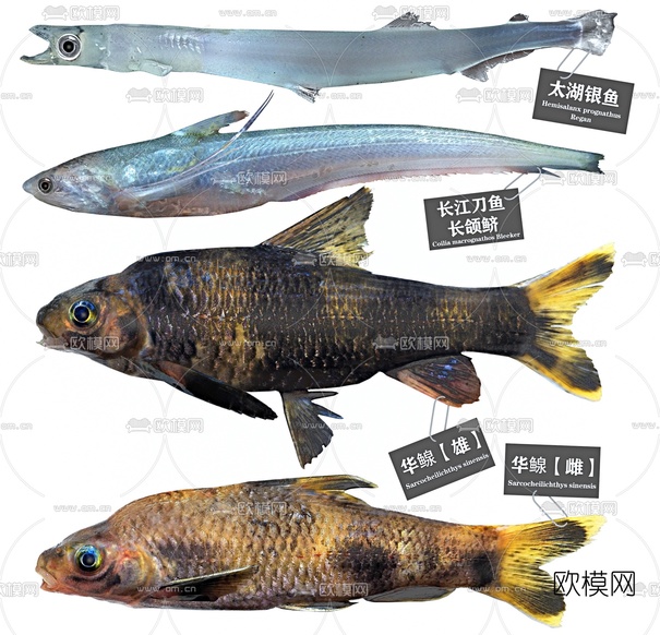 现代长江刀鱼银鱼华鳈鱼组合3d模型下载(渲染图2)