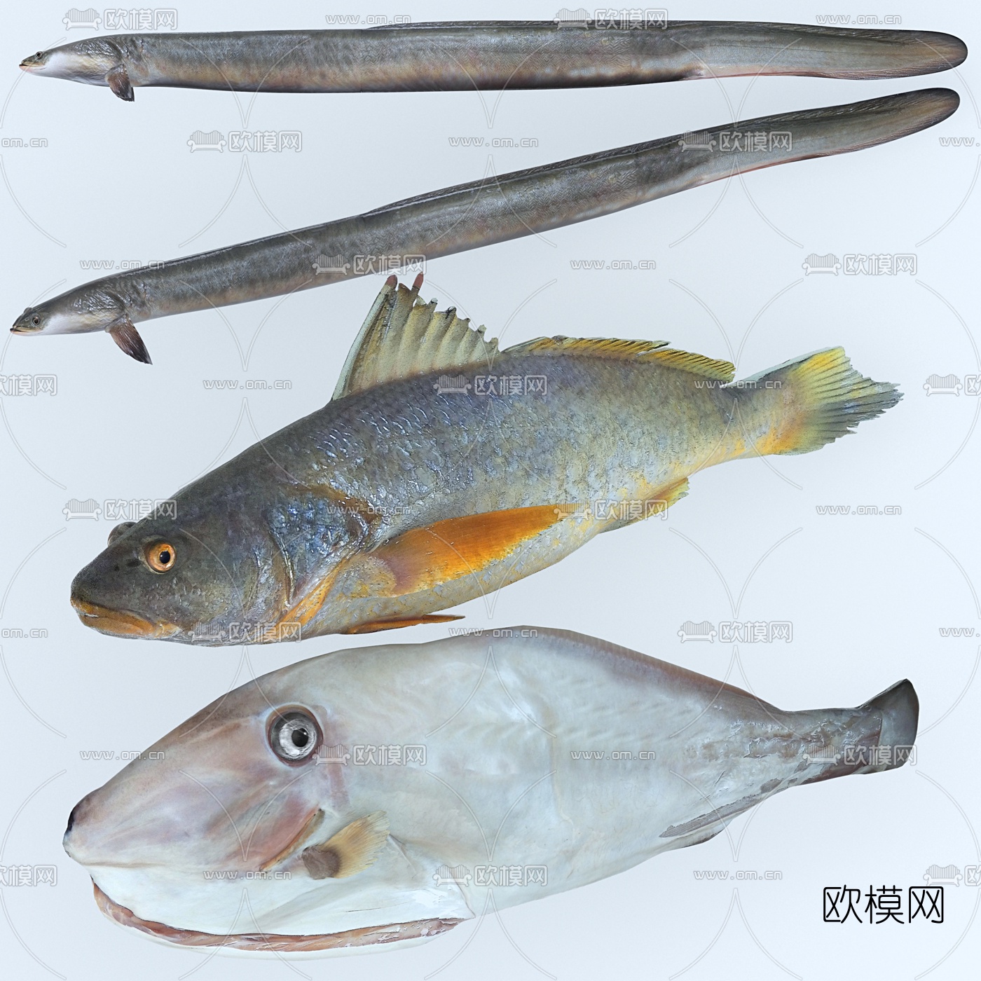 现代花鳗鲡米鱼3d模型下载（渲染图2）