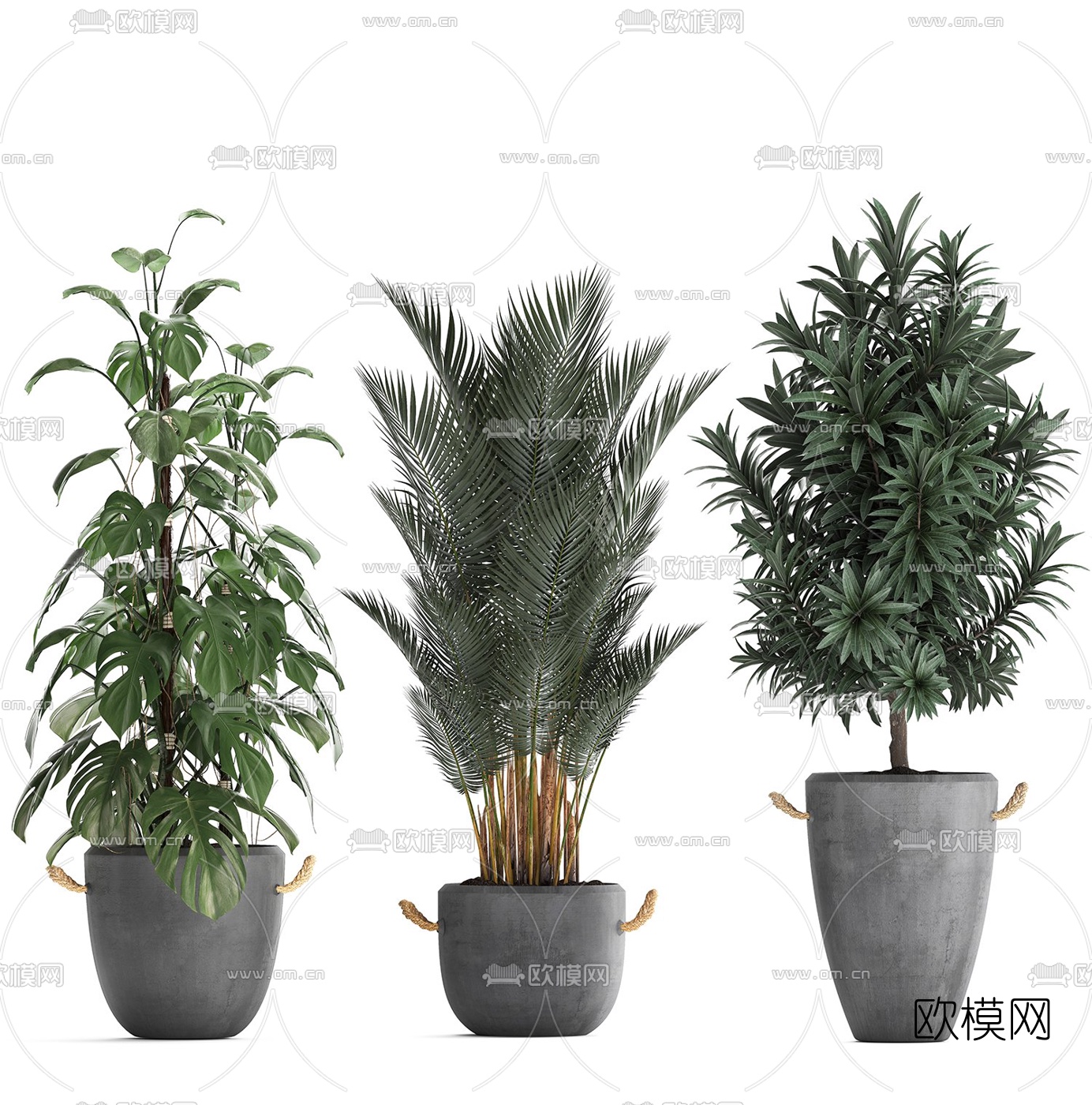 现代室内盆栽植物3d模型