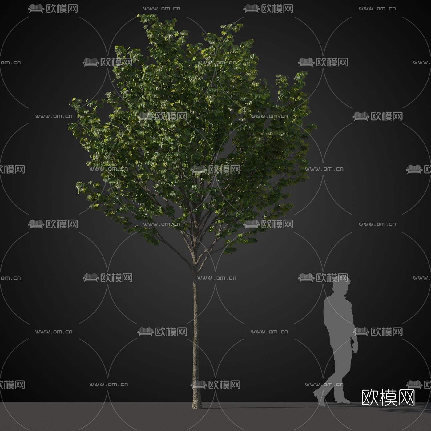 现代行道树景观树免费3d模型下载