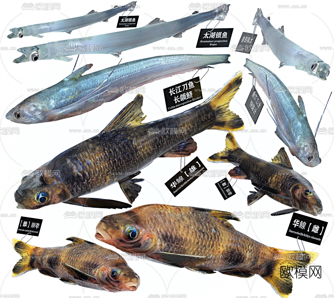 淡水小杂鱼种类,南方溪水鱼,山溪里鱼的种类_大山谷图库