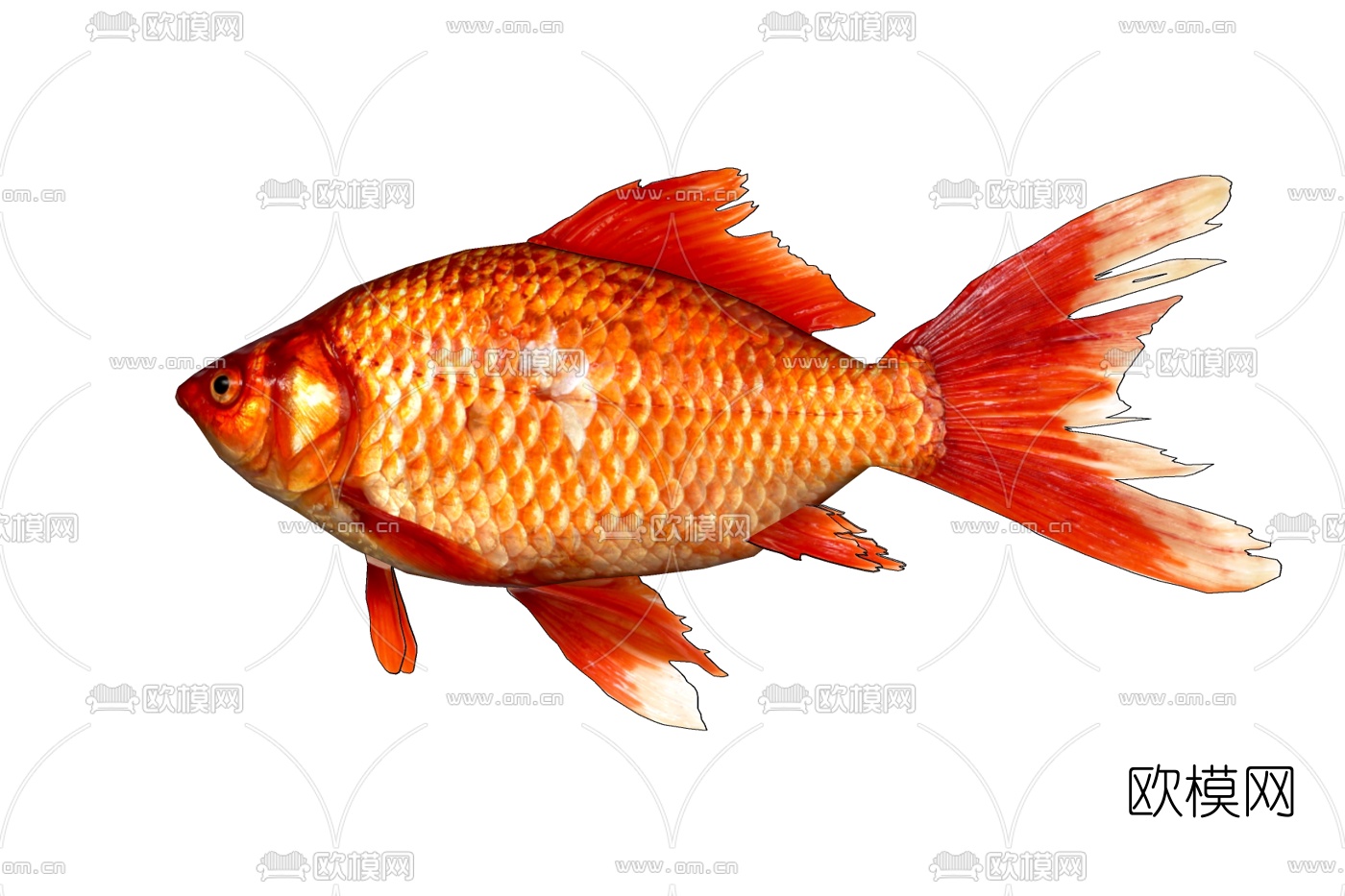 现代红鲫鱼免费su模型下载