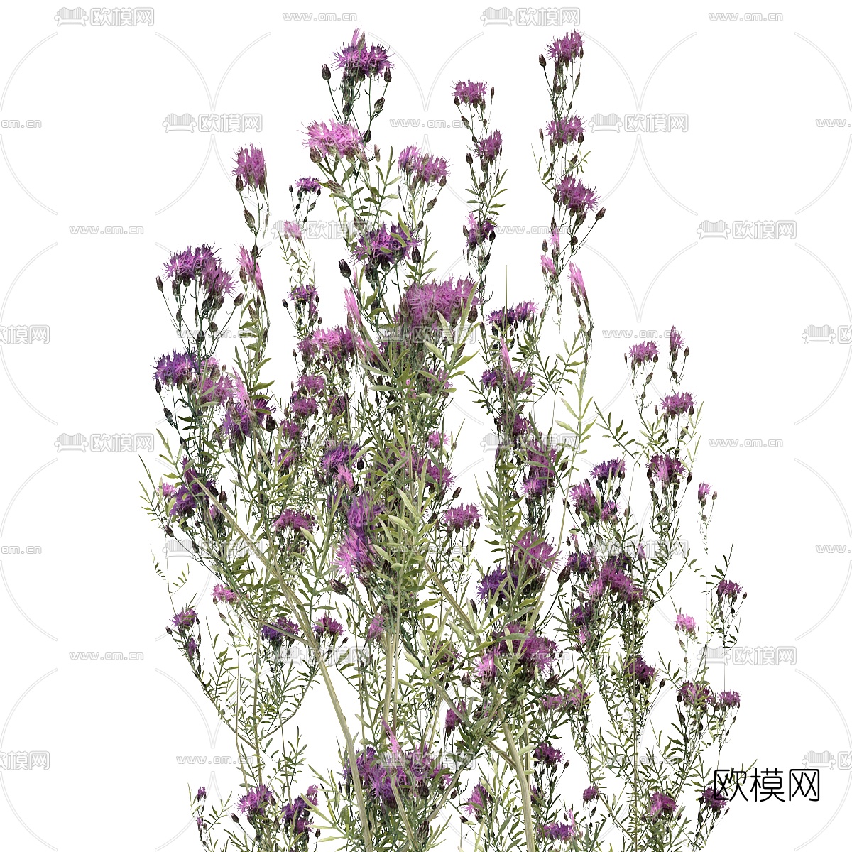 现代花草矢车菊3d模型下载（渲染图2）