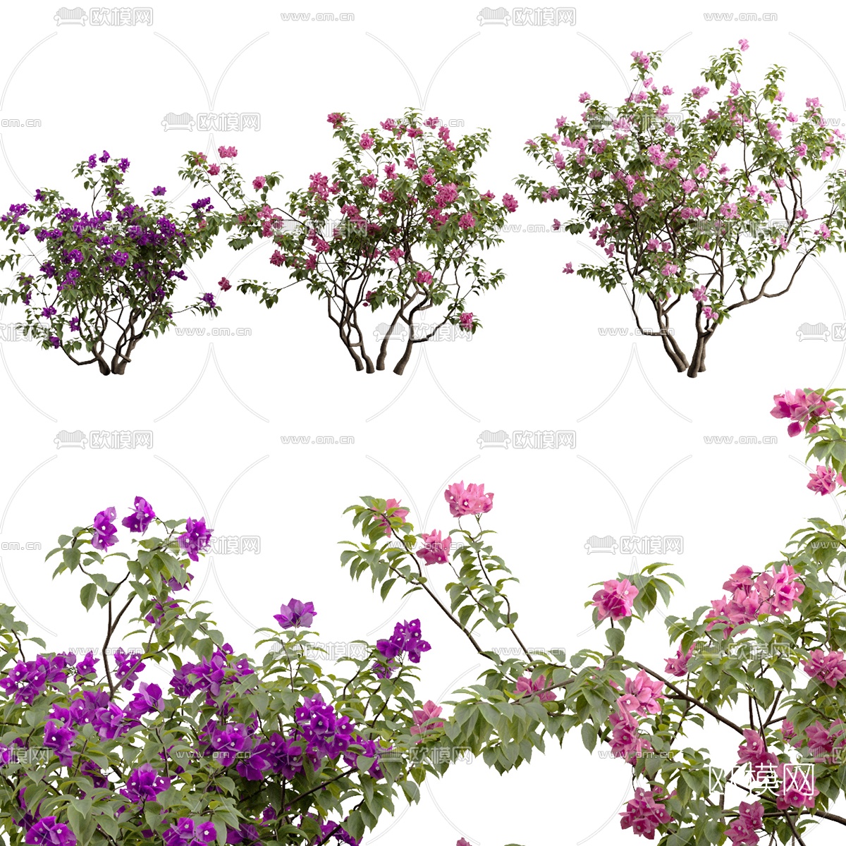 现代植物花丛3d模型下载