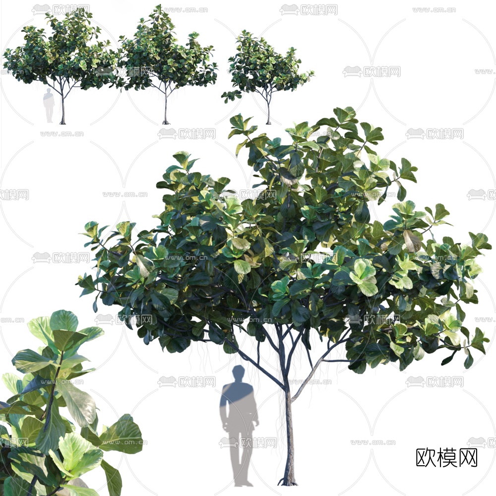现代白玉兰树3d模型