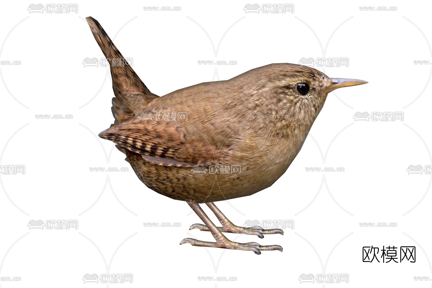 现代冬鹪鹩免费su模型下载