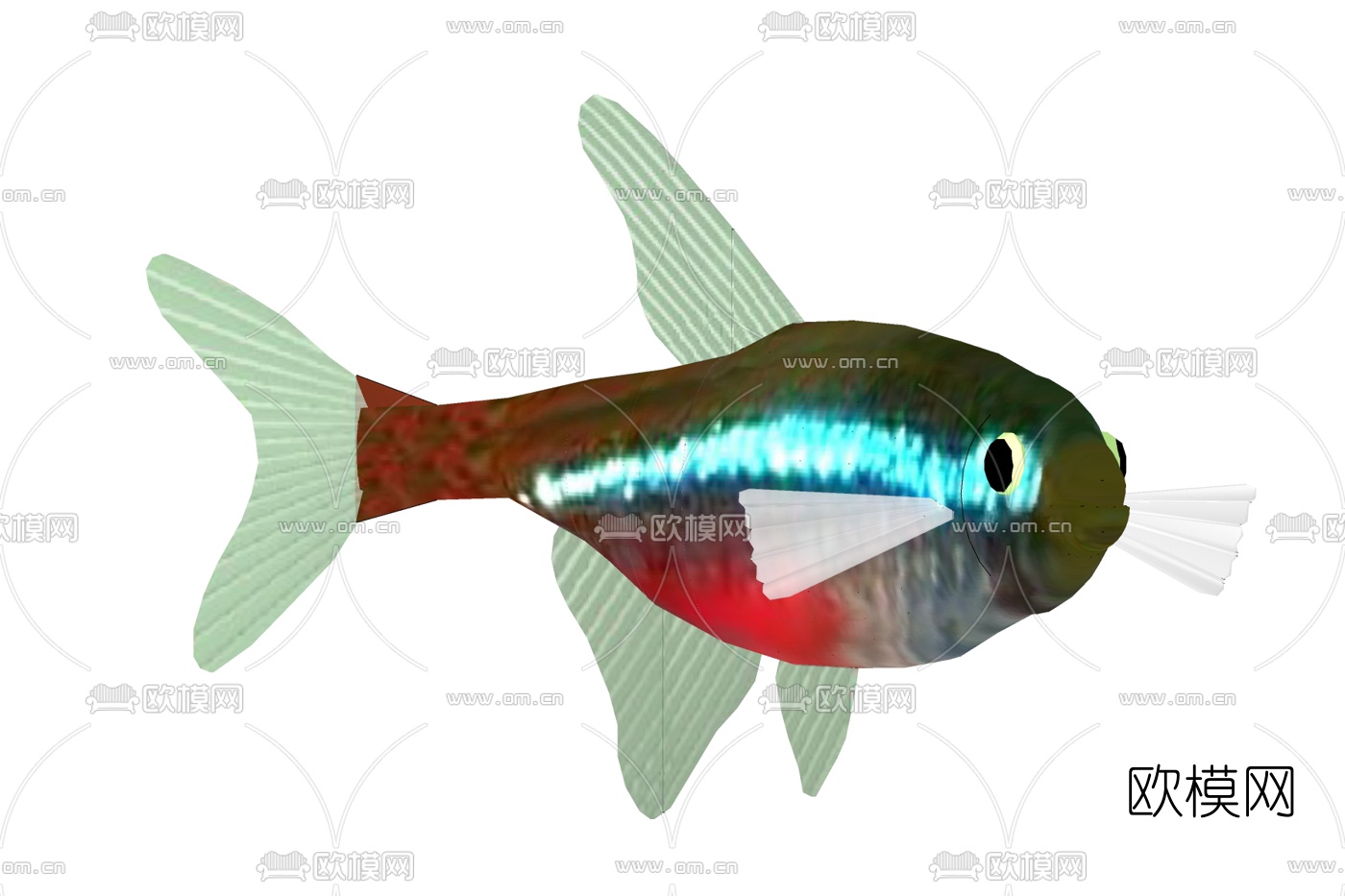 红绿灯鱼 - 互动百科
