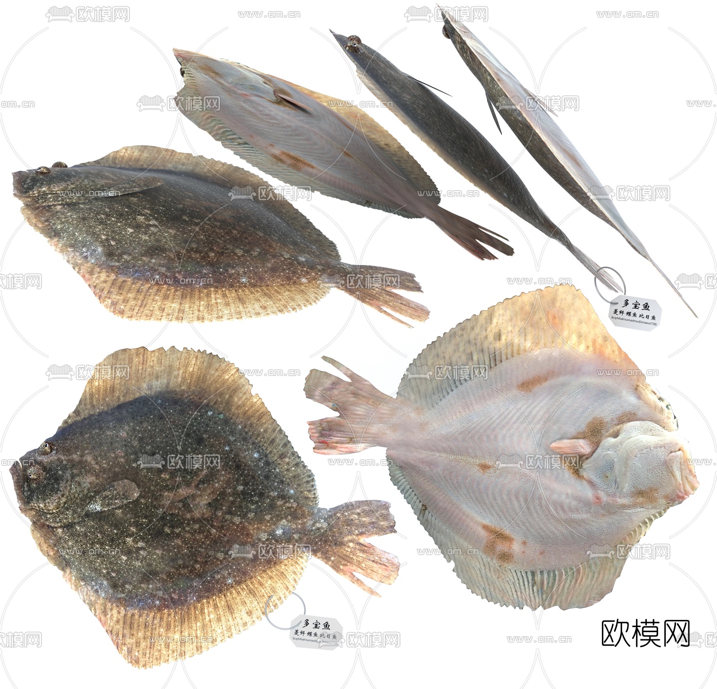 淡水斑点鱼图片,身上带斑点的鱼图片,斑点鱼_大山谷图库