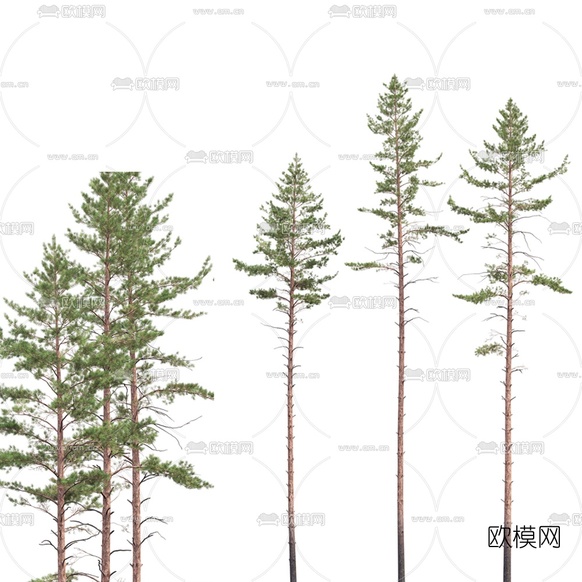 现代景观树松树3d模型下载