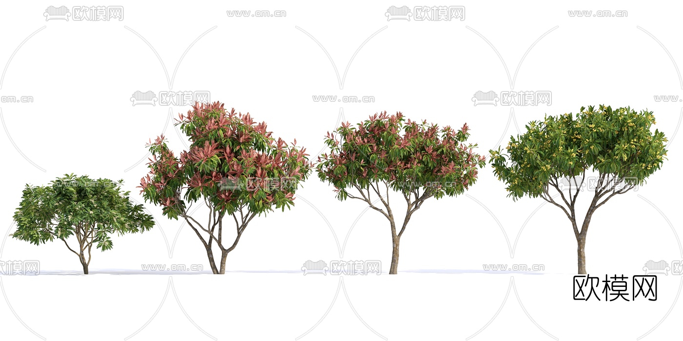 现代石楠树3d模型下载