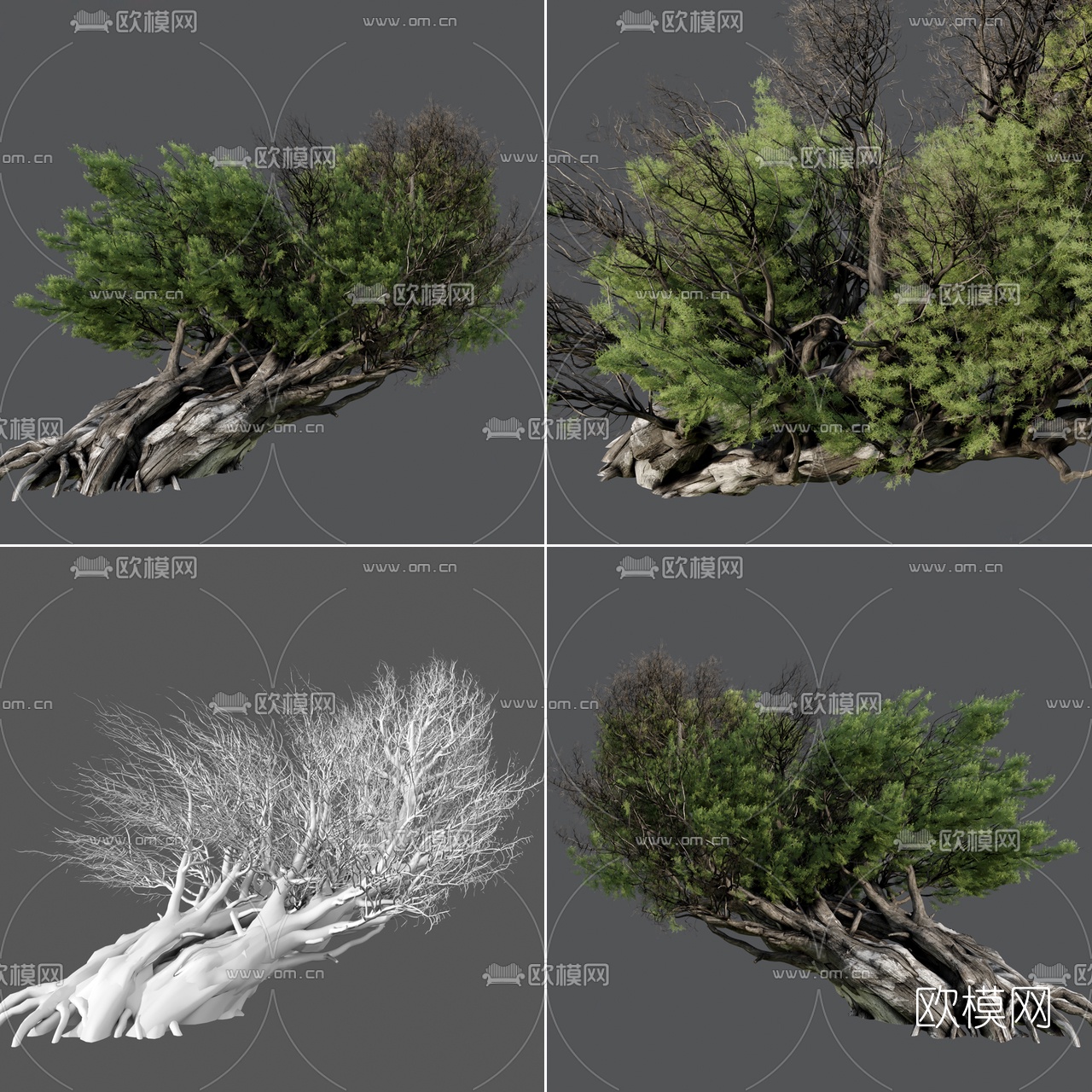 现代绿植刺柏3d模型下载