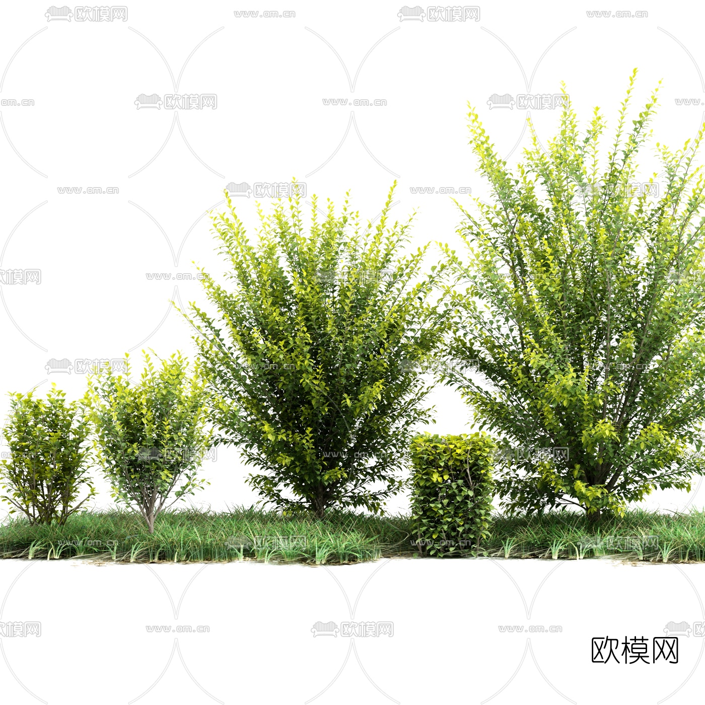现代景观灌木3d模型