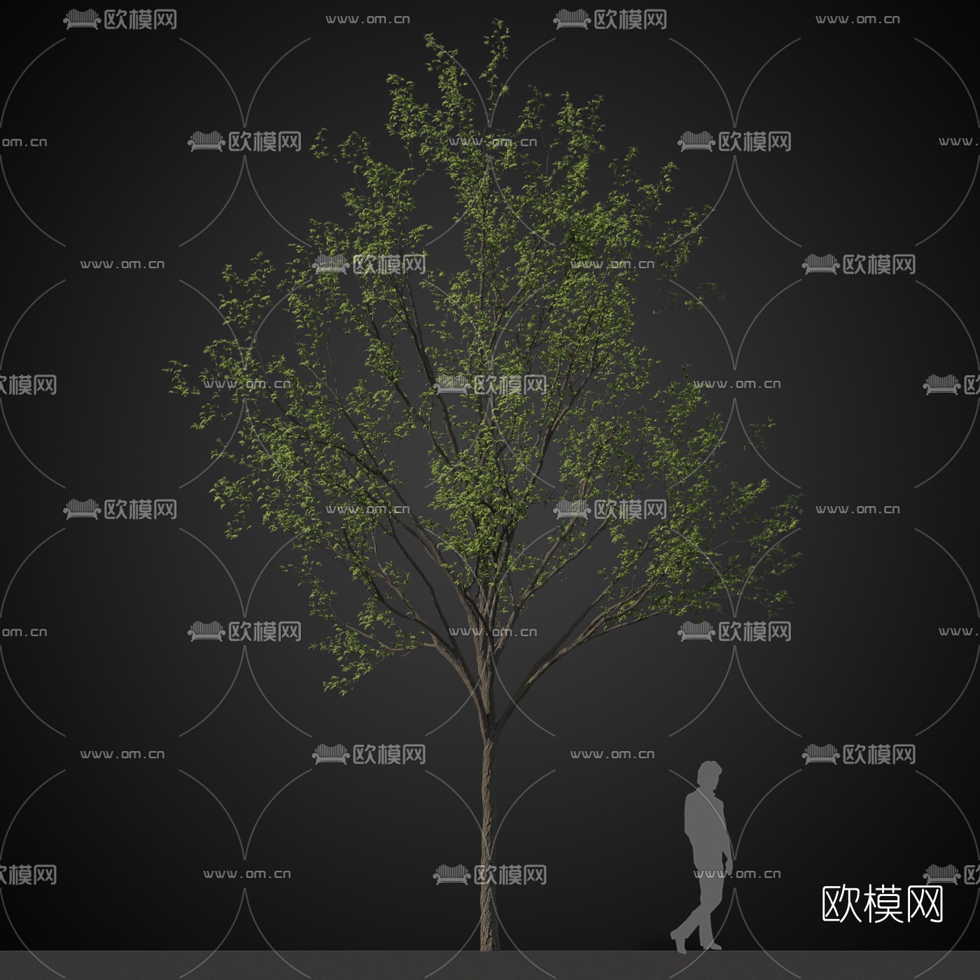 现代行道树景观树免费3d模型下载