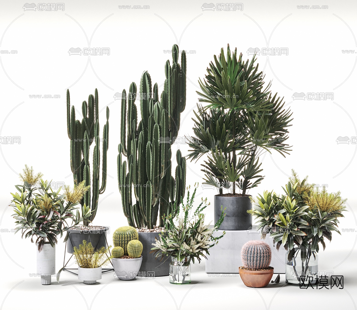 现代仙人掌植物组合3d模型