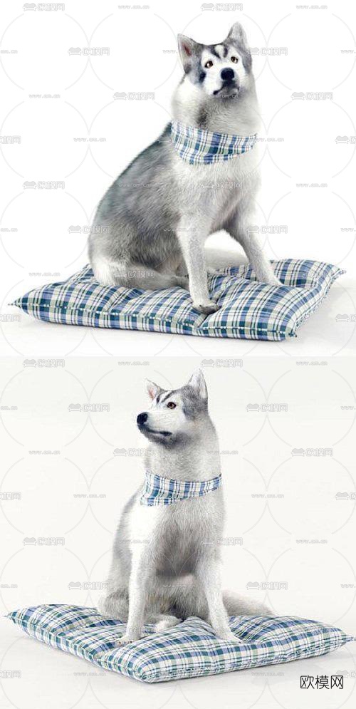 现代哈士奇动物3d模型下载