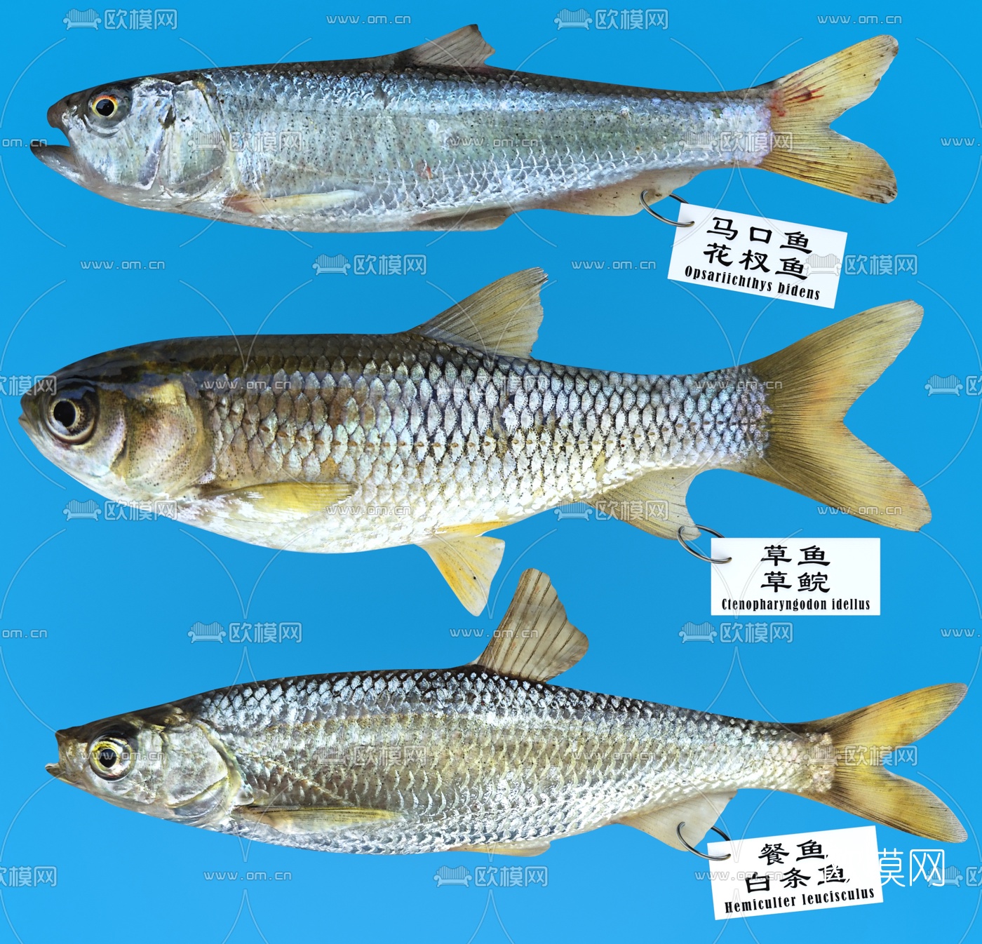 现代马口鱼草鱼白条鱼3d模型下载-3dmax模型免费下载-欧模网
