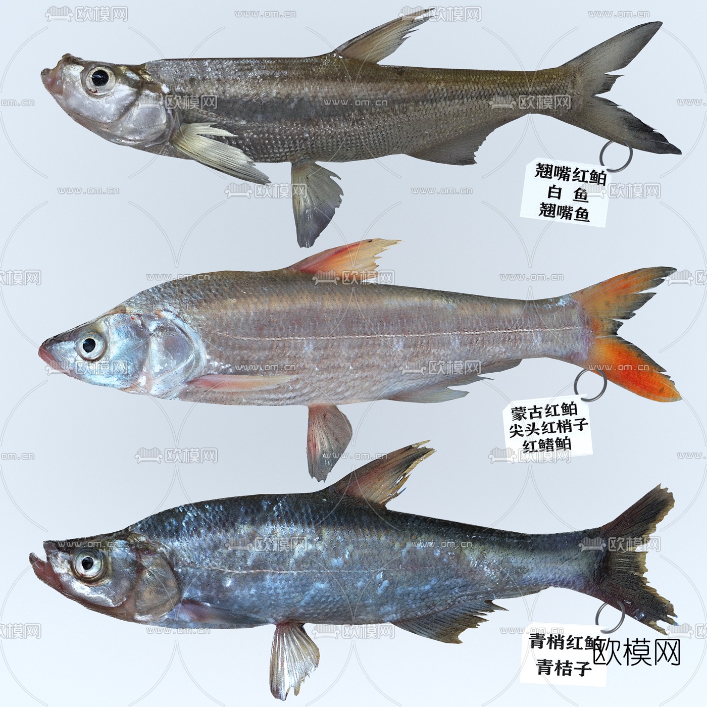 现代翘嘴鲌鱼3d模型