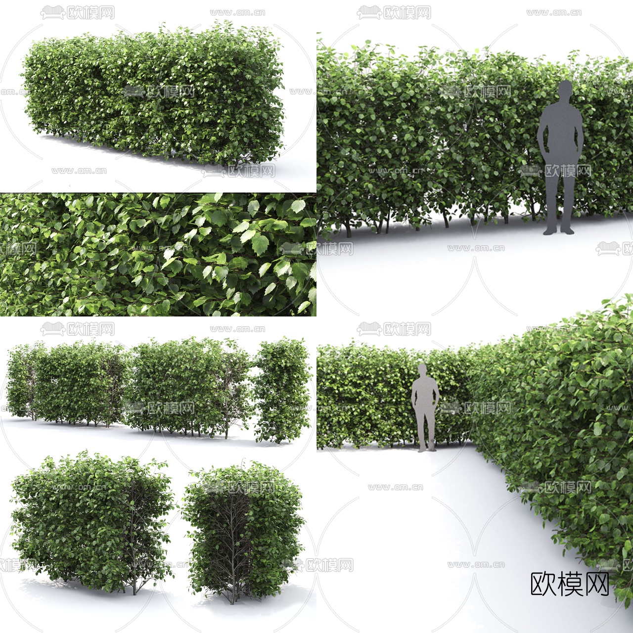 现代绿篱灌木3d模型