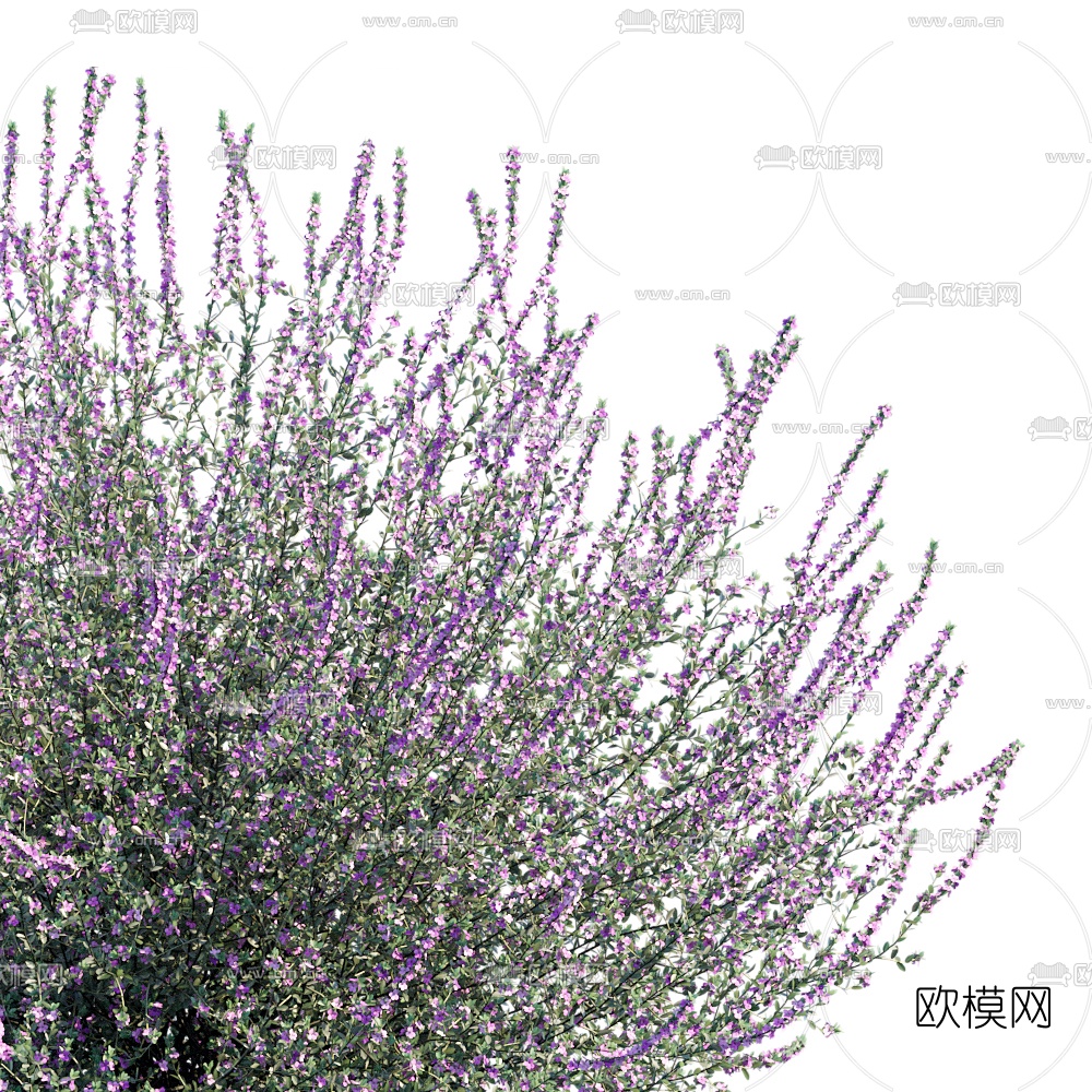现代薰衣草3d模型下载（渲染图3）