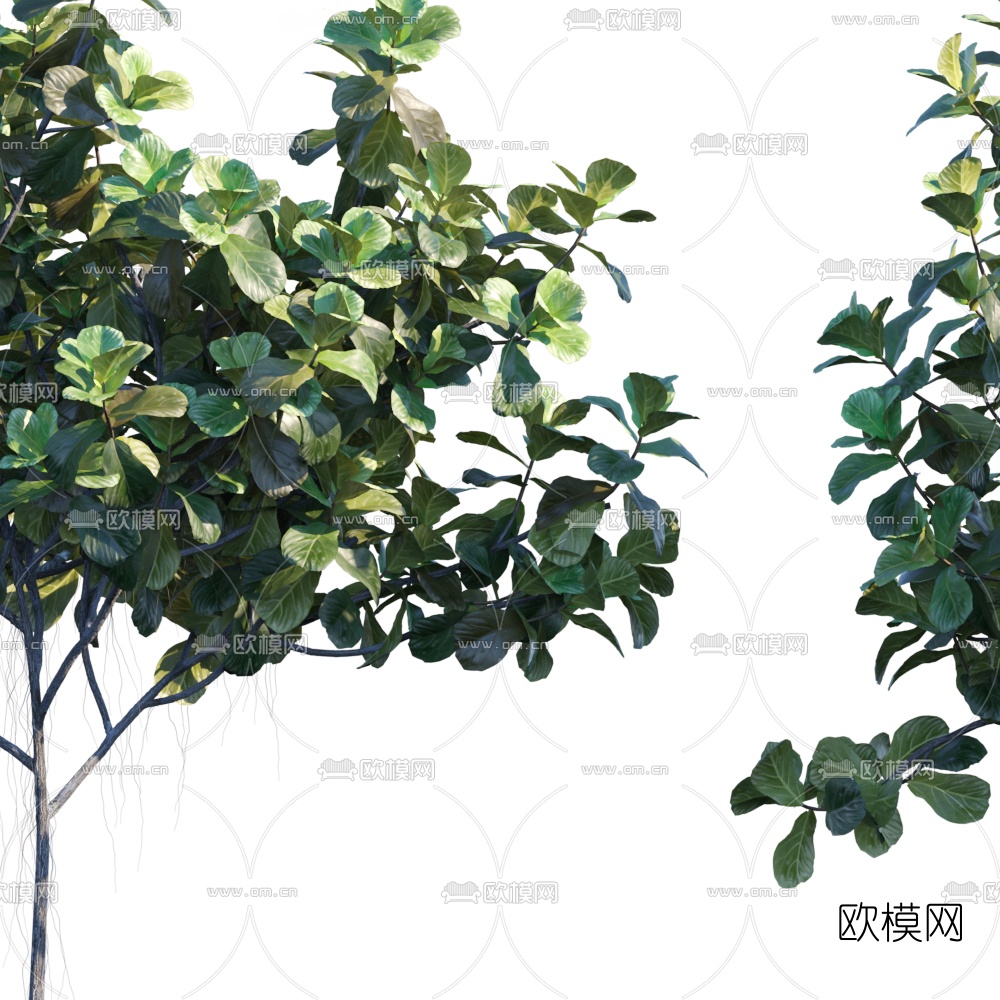 现代白玉兰树3d模型