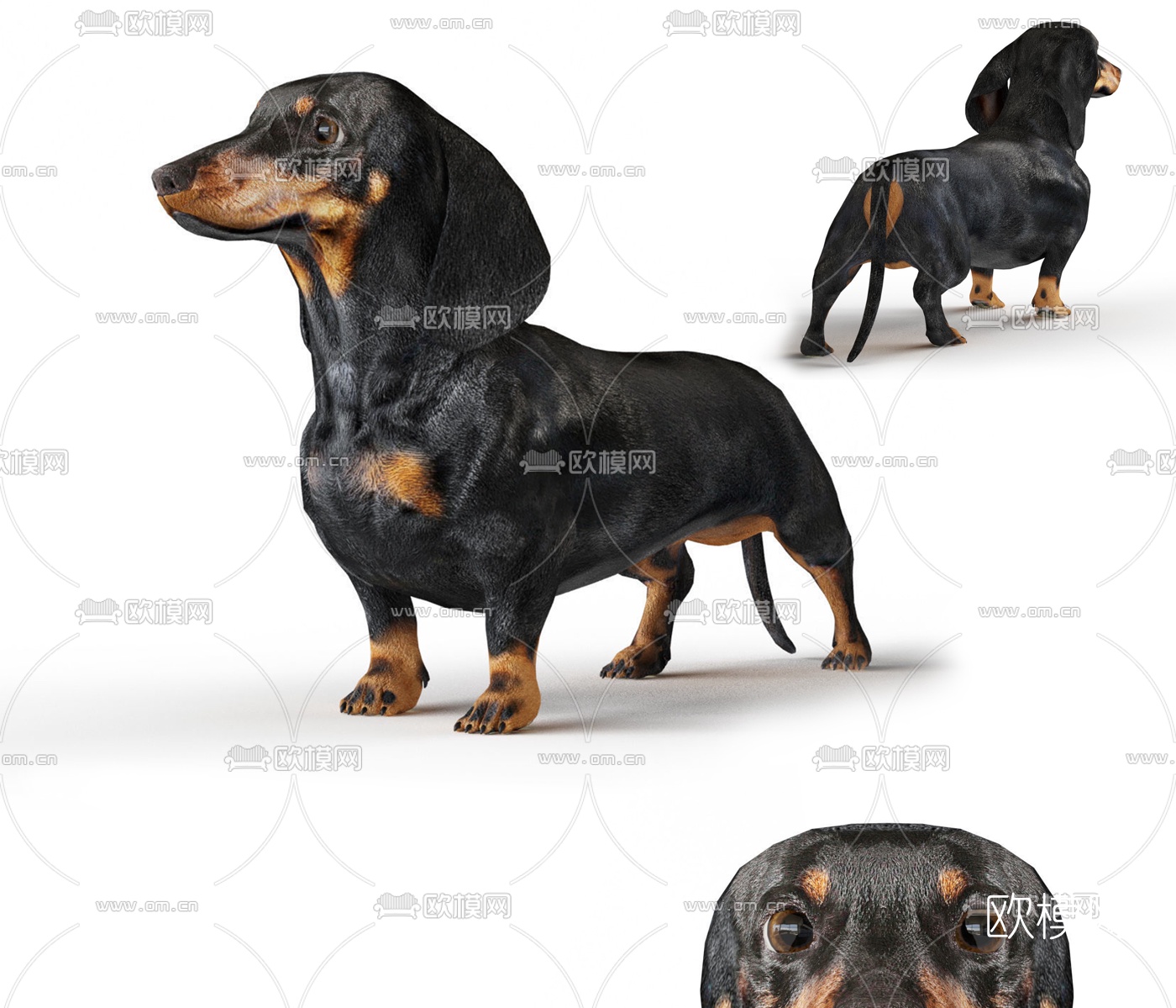 现代腊肠犬3d模型