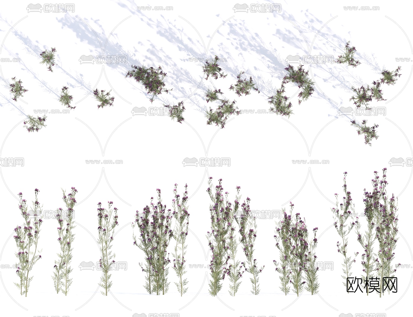 现代花草矢车菊3d模型下载（渲染图1）