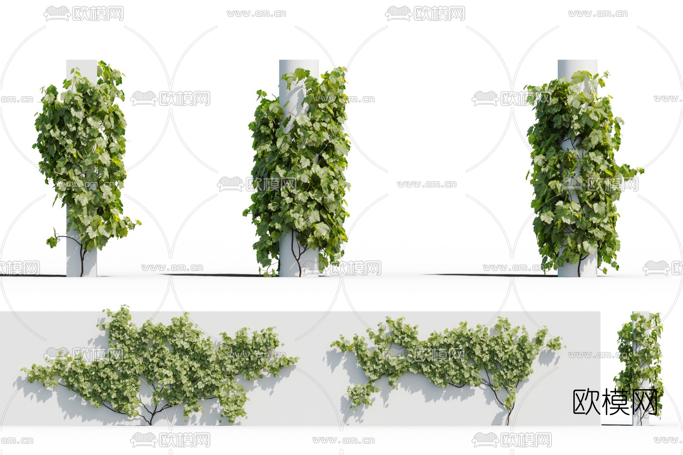 现代爬墙虎植物藤蔓3d模型下载