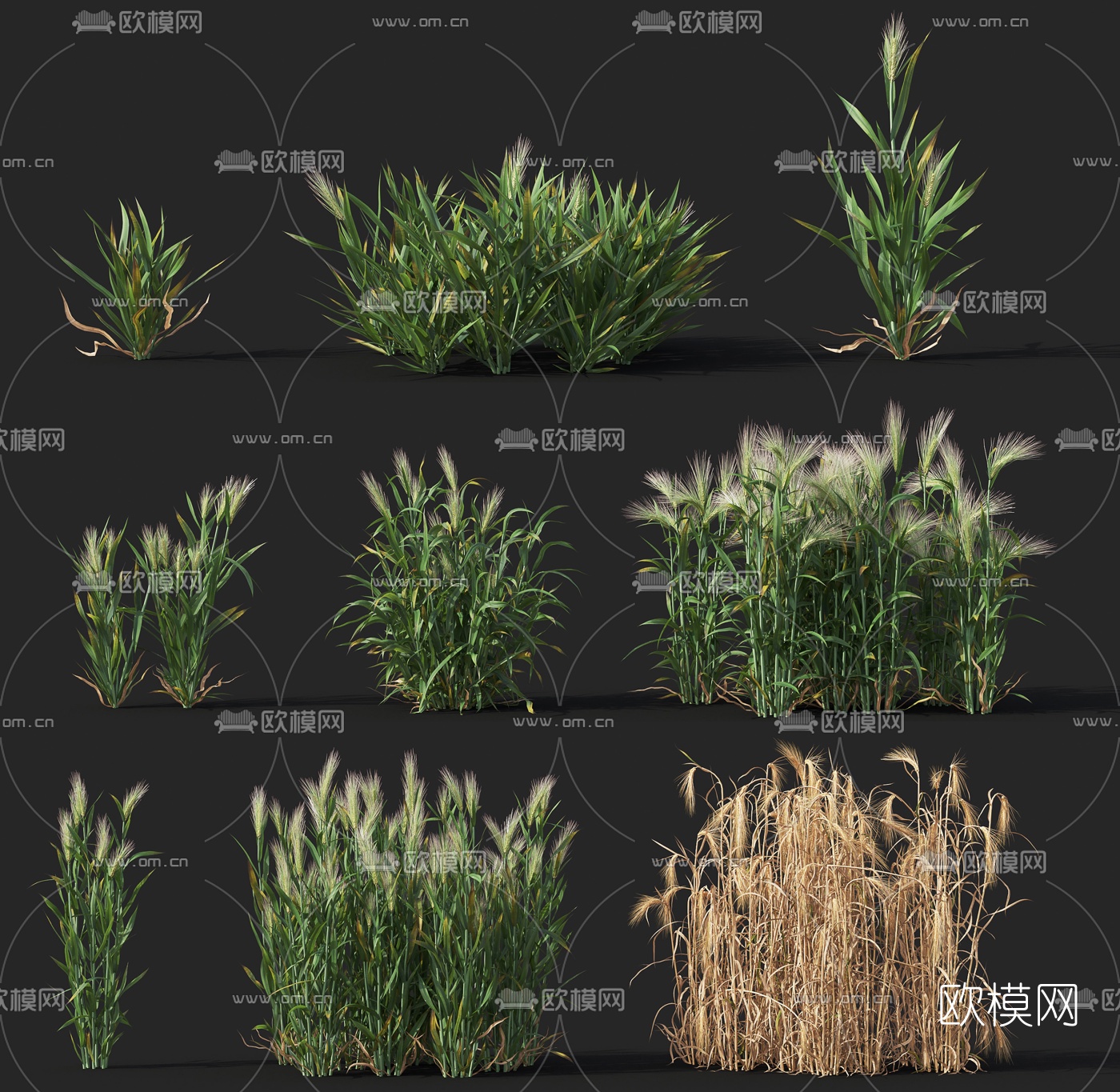 现代禾苗大麦3d模型下载