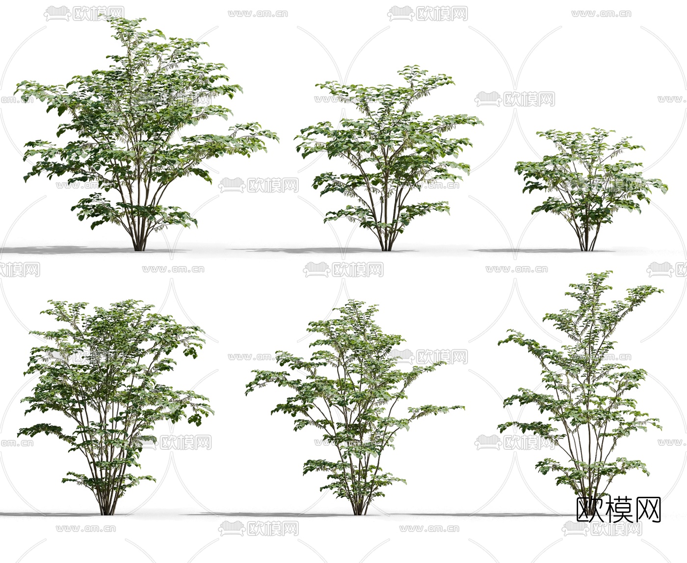 现代灌木植物3d模型下载