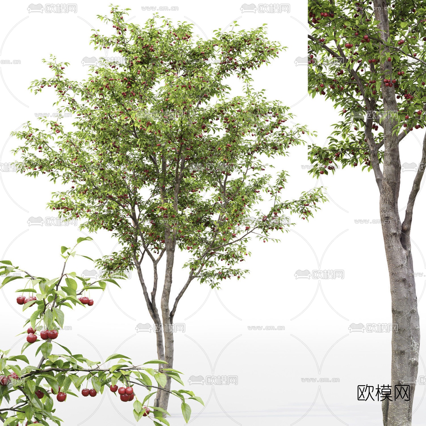 现代果树樱桃树3d模型
