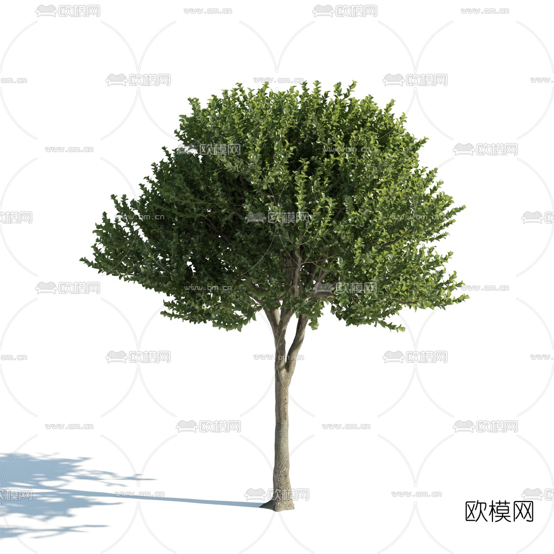 现代景观树3d模型
