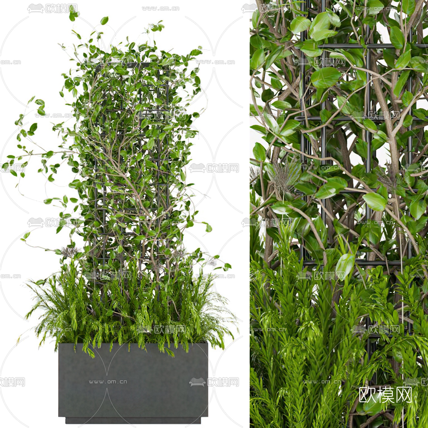 现代植物盆栽滕蔓3d模型下载（渲染图1）